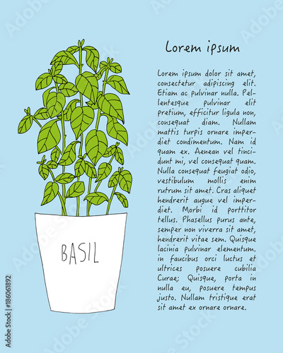 Bazylia basil