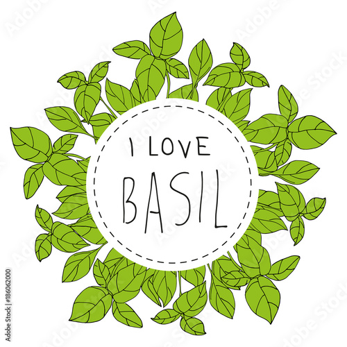 Bazylia basil