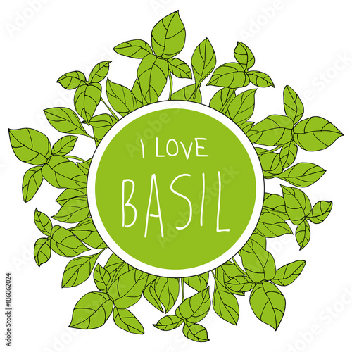 Bazylia basil