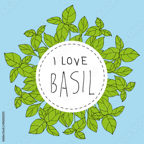 Bazylia basil