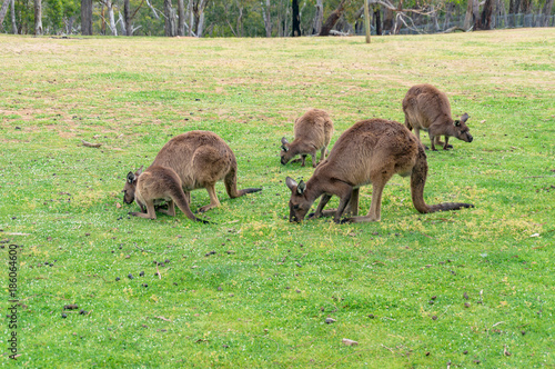 Mob of kangaroos, wallaby grazing on the green grass