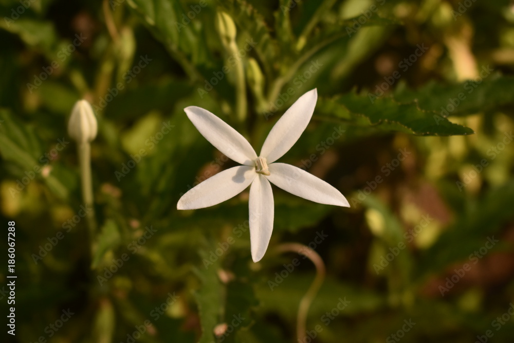 Obraz premium Beautiful White Flower