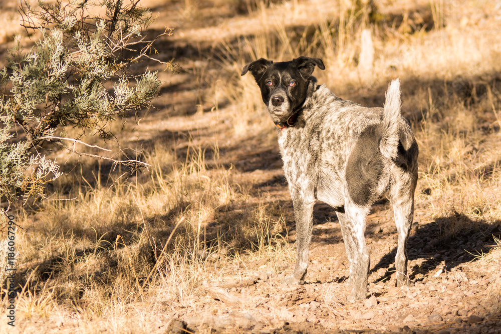 Fototapeta premium Owen Glance