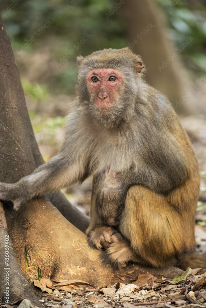 Fototapeta premium Rhesus Macaque the best-known species of Old World monkeys