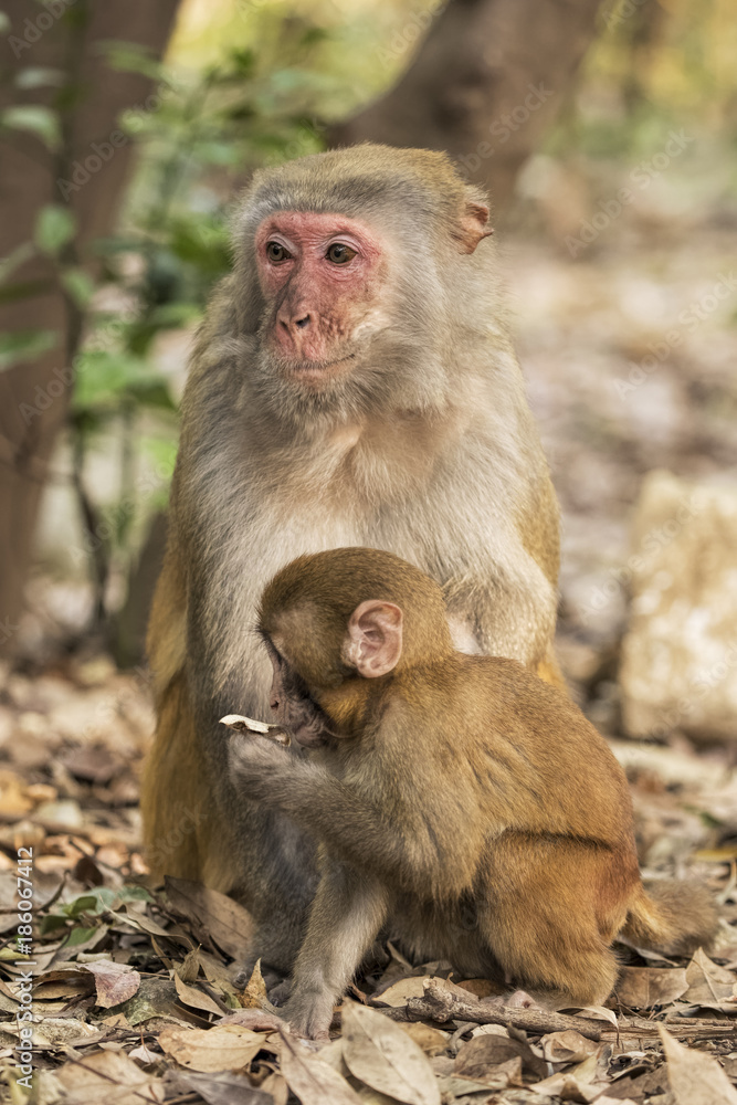 Rhesus Macaque the best-known species of Old World monkeys Rhesus Macaque the best-known species of Old World monkeys