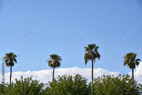 Line of Palms