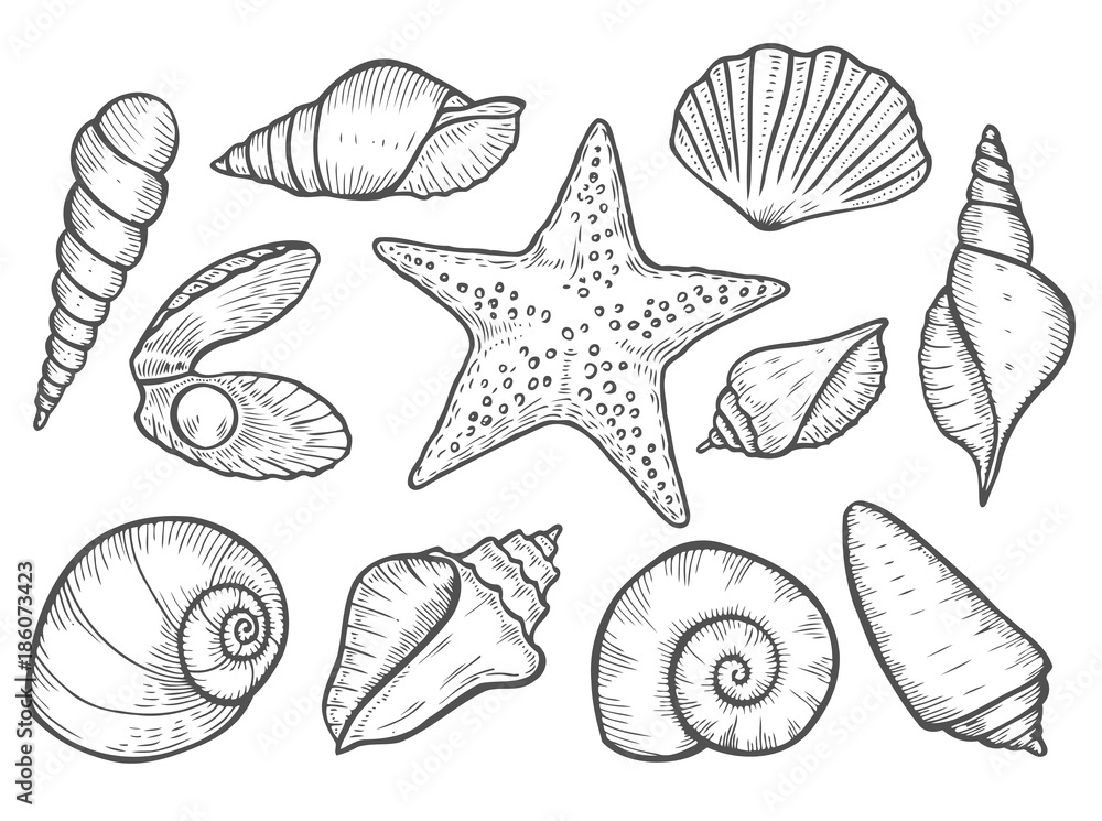 Hand drawn Seashell Hand drawn Seashell