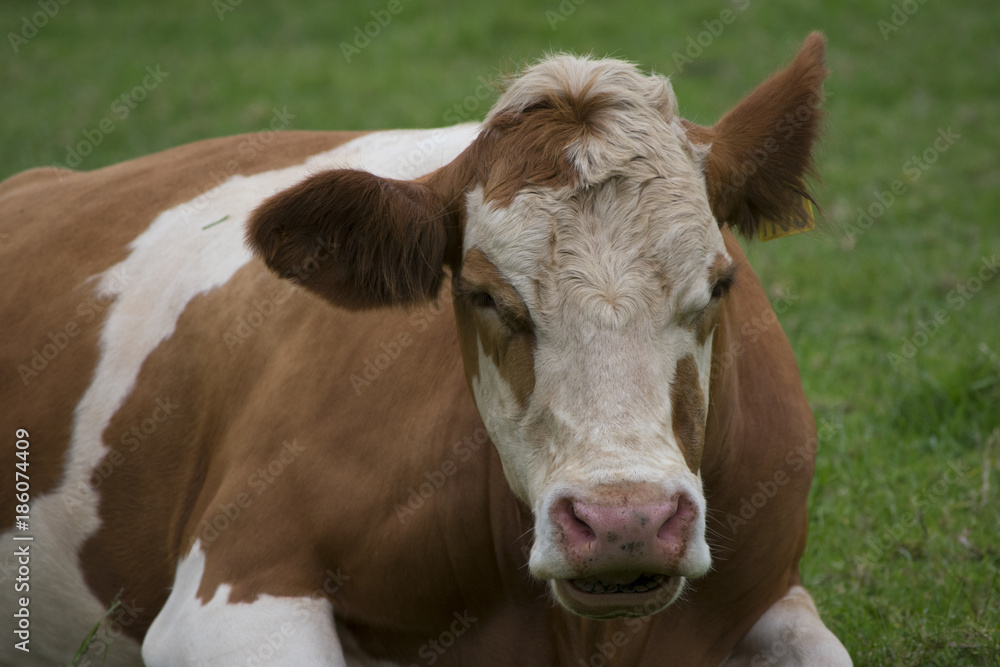 cow, animal, farm, grass, beef, mammal, livestock, white, nature, rural, milk, field, bull, head, dairy, farming, green, summer, bovine cow, animal, farm, grass, beef, mammal, livestock, white, nature, rural, milk, field, bull, head, dairy, farming, green, summer, bovine