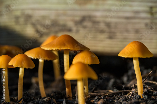 lots of tiny mushrooms in the garden under the morning sun