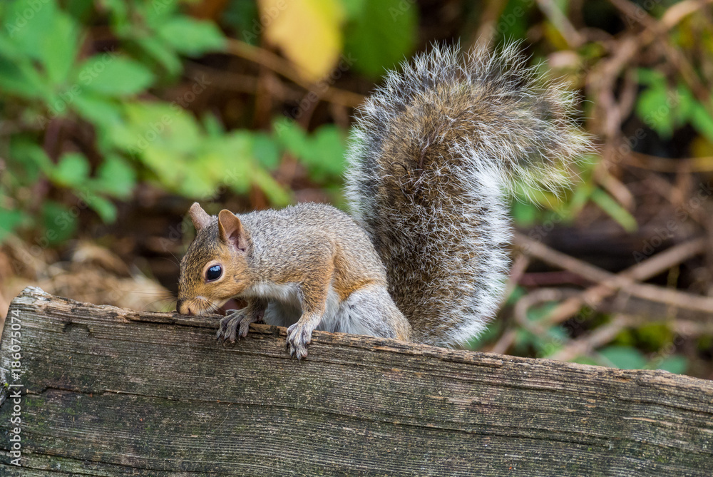 orange squirrel climbing up on the wood fence looking down orange squirrel climbing up on the wood fence looking down