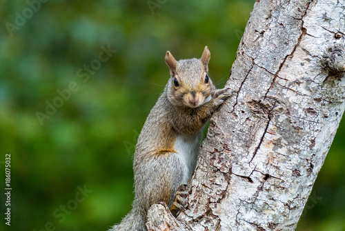 Grey squirrel hooking on a tree and looking at you with green background © Yi