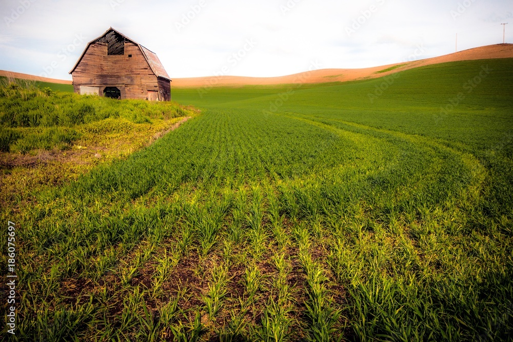 Wheat field rows leading up to an old rustic barn in spring Wheat field rows leading up to an old rustic barn in spring