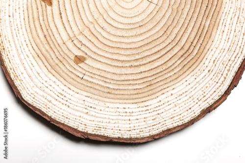 birch solid wood with annual ring isolated the white background.