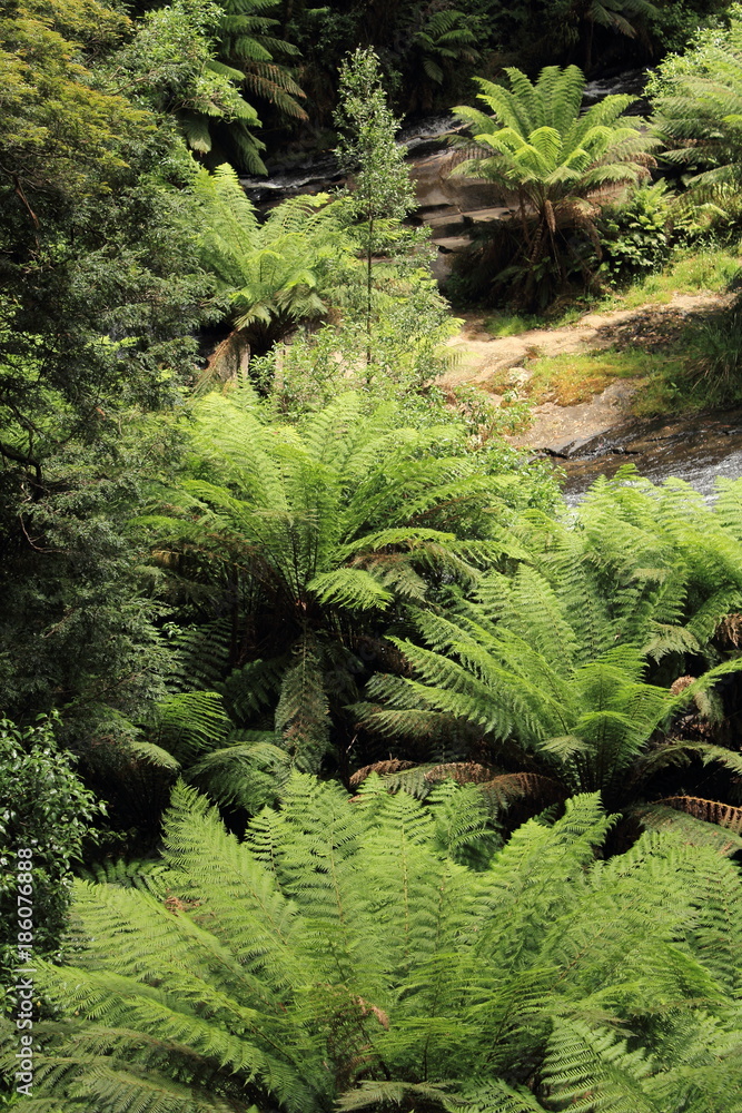 Fototapeta premium Australian forest