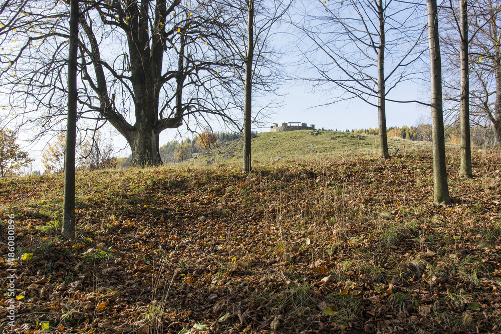 Trees with fallen leaves and a view of a hill in the background.