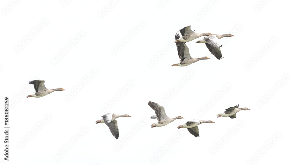Obraz premium Wild Goose, Greylag Goose. The geese are migrating. Flying geese..