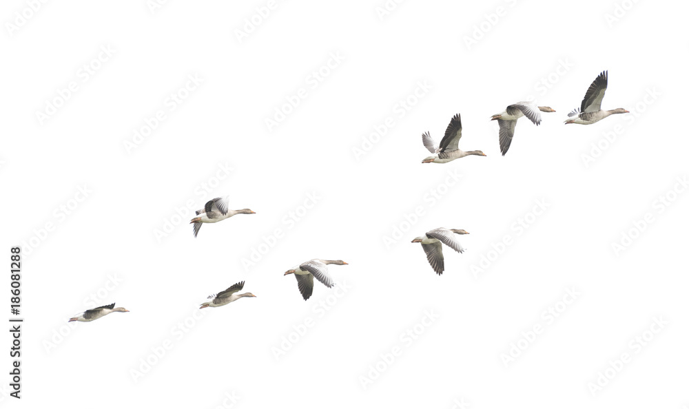 Wild Goose, Greylag Goose. The geese are migrating. Flying geese..