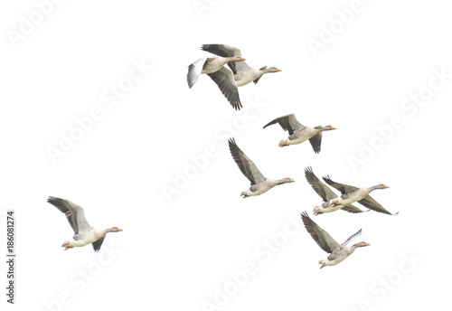 Wild Goose, Greylag Goose. The geese are migrating. Flying geese..