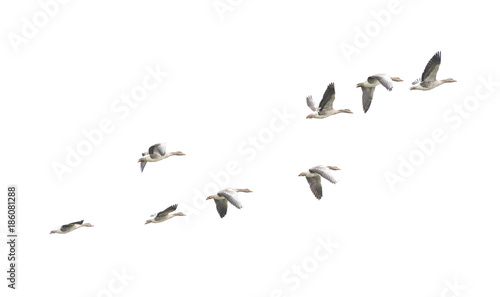 Wild Goose, Greylag Goose. The geese are migrating. Flying geese.. © resul