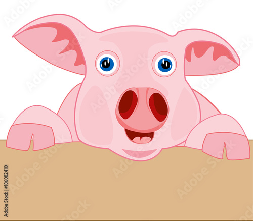 Rose piglet peers out for fence