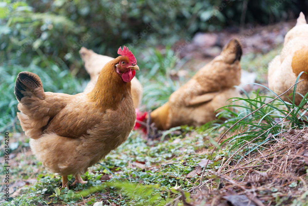 Fototapeta premium hen on ground