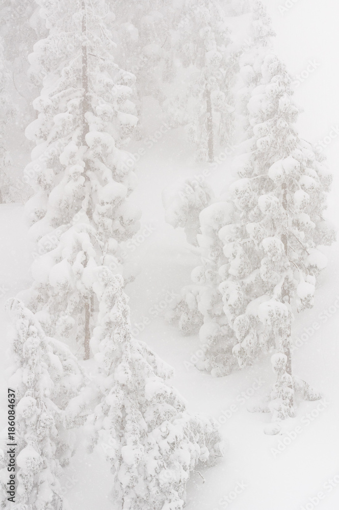 雪山で見た光景 雪山で見た光景