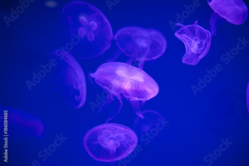 Jellyfishes is floating in a tank with blue background