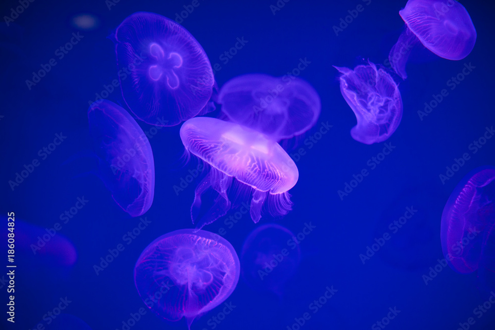 Jellyfishes is swimming in a water Jellyfishes is swimming in a water