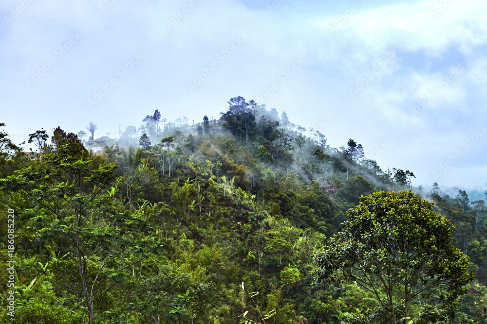 Tropen, Dschungel, Nebel, Bali, Berg Tropen, Dschungel, Nebel, Bali, Berg