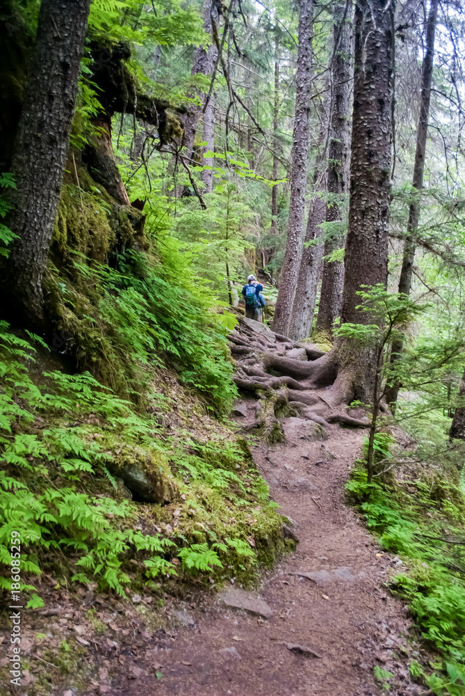 Unique Roots on Mountain Trail Unique Roots on Mountain Trail