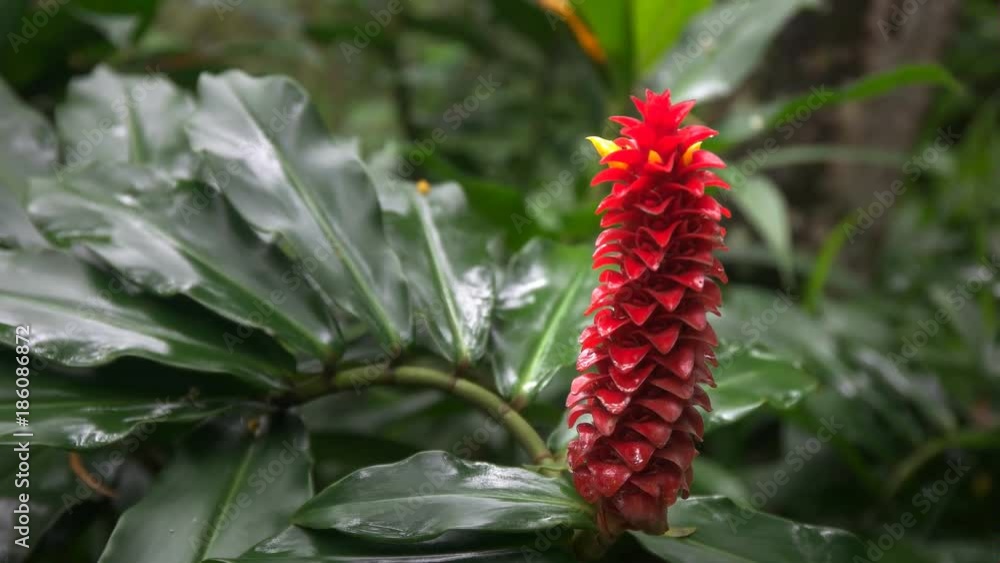 close up of a red tower ginger tropical flower on maui in hawaii close up of a red tower ginger tropical flower on maui in hawaii