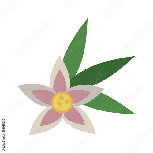 Beautiful flower isolated icon vector illustration graphic design