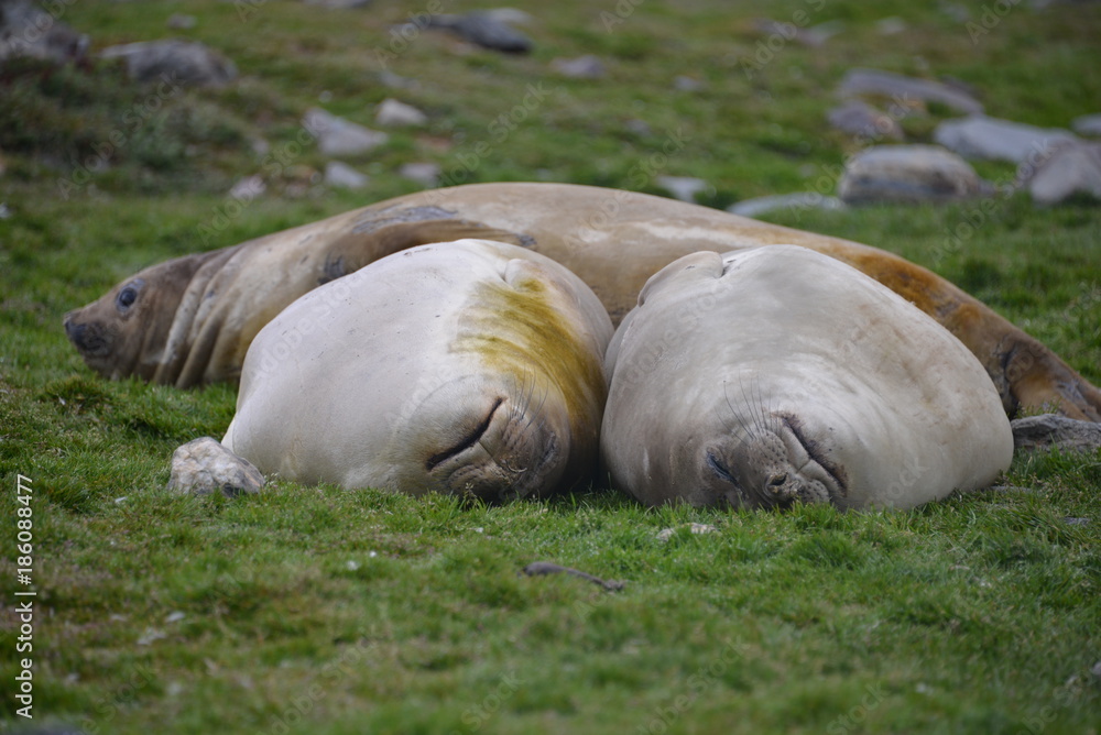 Obraz premium Sleeping elephant seals