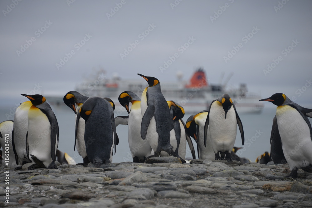 Fototapeta premium King Penguin big colony