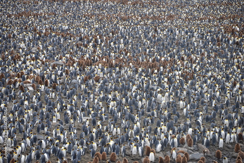 Colony of King Penguins on South Georgia (Antarctica)