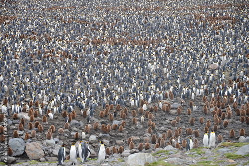 Large number of King Penguins