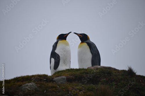 King Penguins on grass field