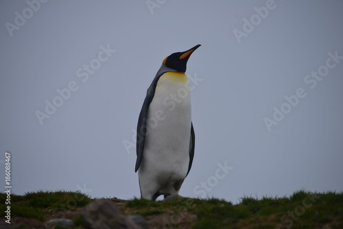 King Penguin blue sky