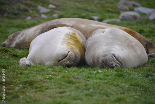Sleeping lazy seals © vormenmedia