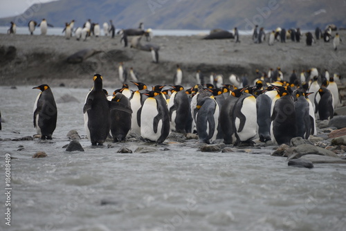 King Penguin in river