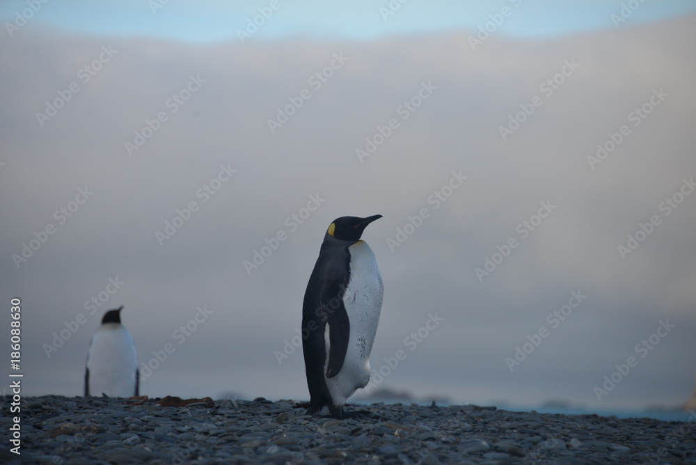 Fototapeta premium King Penguin view