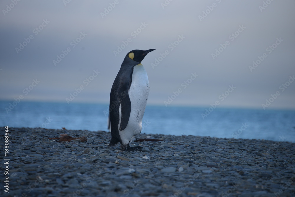 Naklejka premium Lonely King Penguin