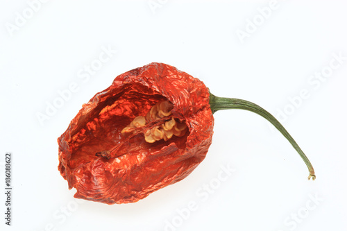 Naga Jolokia, Bhut Jolokia photo