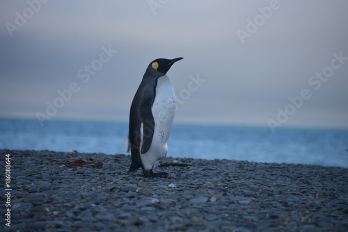 Lonely King Penguin 