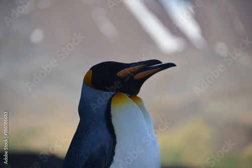 King Penguins photo