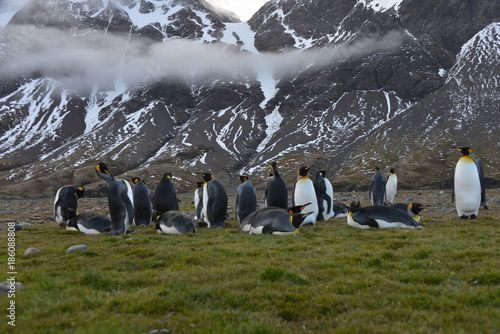 Penguins colony on South Georgia