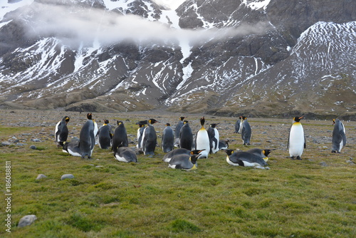 Penguin colony on South Georgia photo