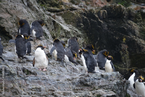 Penguins on South Georgia photo