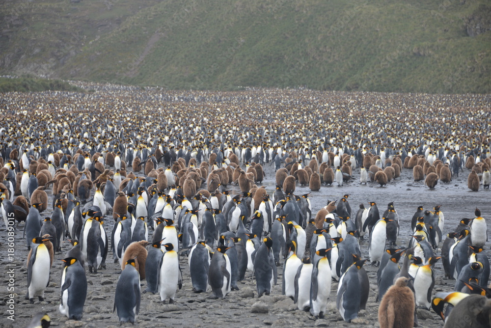 Obraz premium Penguin colony on South Georgia islands