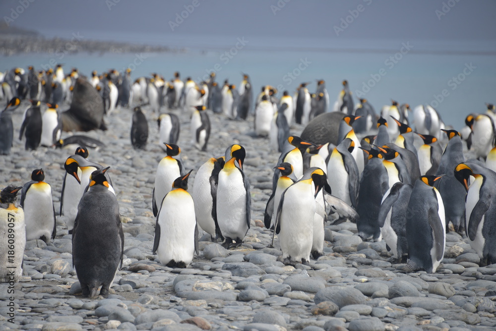Obraz premium Large colony penguins on South Georgia